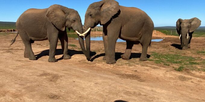 Addo Elephant National Park (Half Day Game Drive ) - Participant Essentials