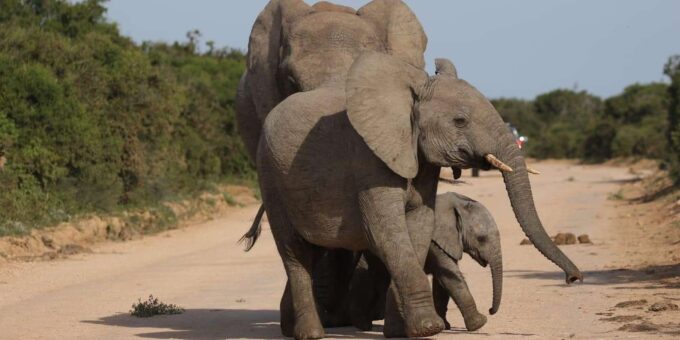 Addo Elephant National Park (Half Day Game Drive ) - Additional Highlights