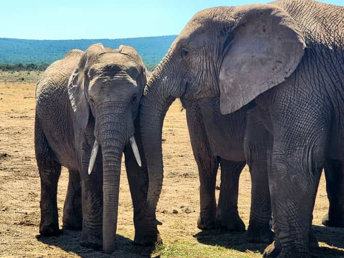 Addo Elephant National Park - Half Day Private Tour - Key Points