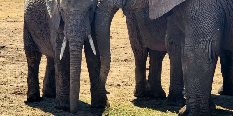 Addo Elephant National Park - Half Day Private Tour - Inclusions