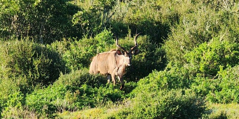 Addo Elephant National Park - Half Day Private Tour - Important Information