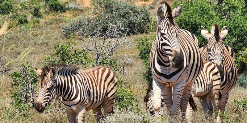 Addo Elephant National Park - Half Day Private Tour - Highlights