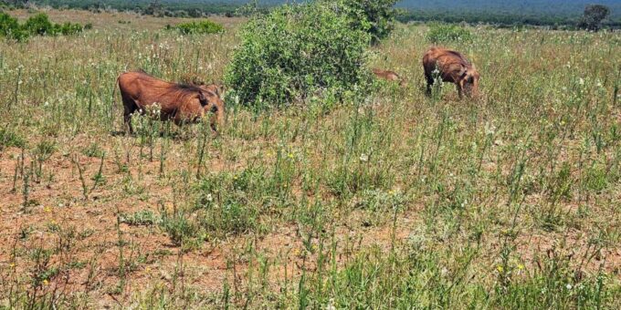 Addo Elephant National Park - Half Day Private Tour - Pickup and Drop-off