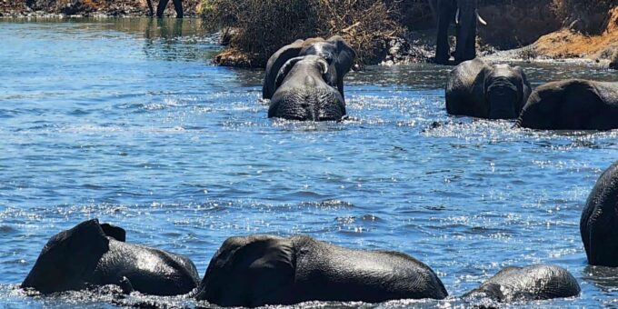 Addo Elephant National Park - Half Day Private Tour - Tour Vehicle