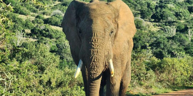 Addo Elephant National Park - Half Day Private Tour - Accessibility and Language