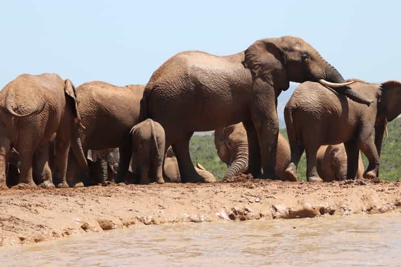 Addo Elephant National Park Half-Day Safari - Key Points