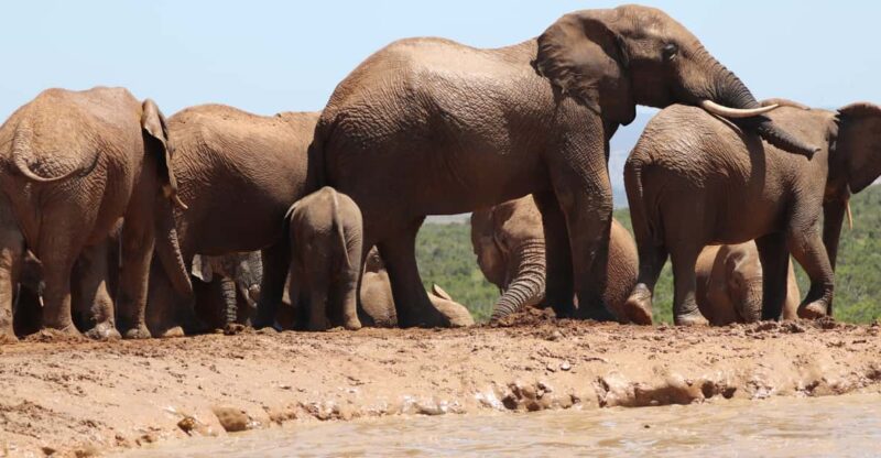 Addo Elephant National Park Half-Day Safari - Inclusions