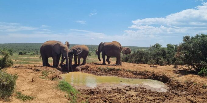 Addo Elephant National Park Half-Day Safari - Pickup and Drop-off Details