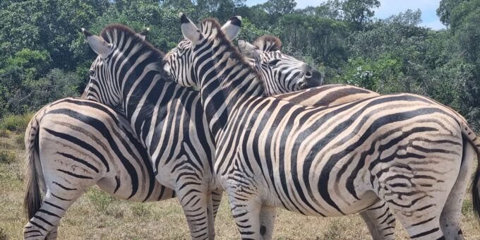 Addo Elephant National Park Half-Day Safari - Important Considerations