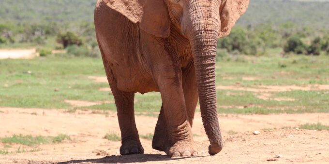 Addo Elephant National Park Half-Day Safari - Frequently Asked Questions