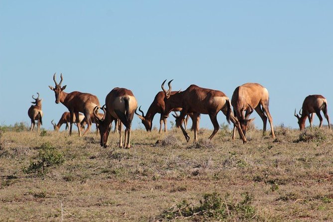 Addo Elephant National Park - HD01 - Wildlife Observation Opportunities