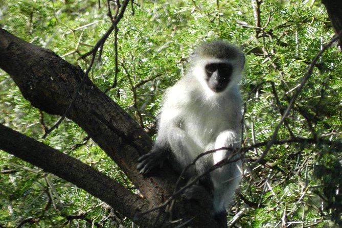 Addo Elephant National Park - HD01 - Guided Safari Experience