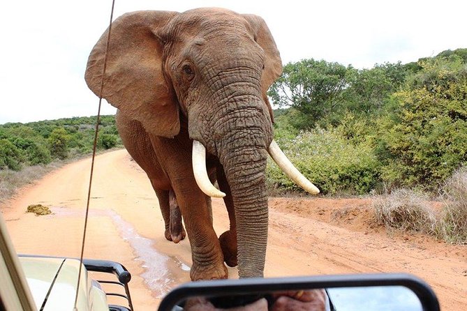 Addo Elephant National Park - HD01 - Private Safari Upgrade