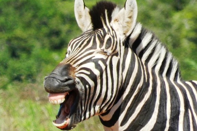 Addo Elephant National Park - HD01 - Guest Reviews and Ratings