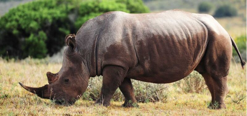 Addo Elephant National Park Private Full-Day Safari - Pickup and Drop-off