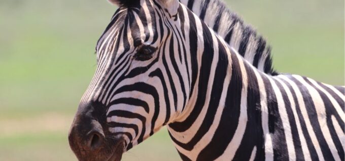 Addo Elephant National Park Private Full-Day Safari - Complimentary Photography