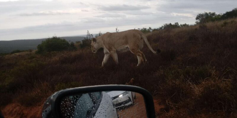 : Addo Elephant National Park Safari - Key Points