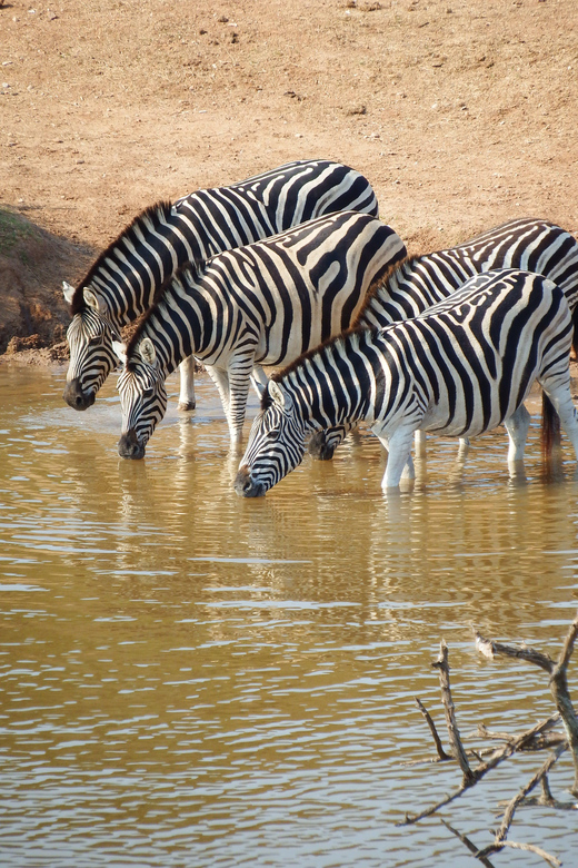 : Addo Elephant National Park Safari - Experience Highlights