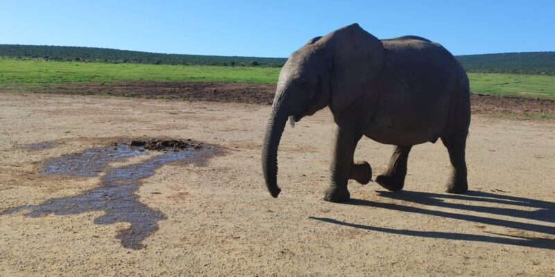 : Addo Elephant National Park Safari - Itinerary Details