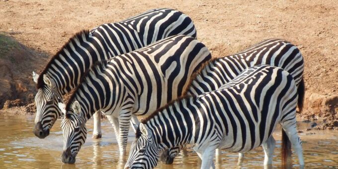 : Addo Elephant National Park Safari - Safari Amenities