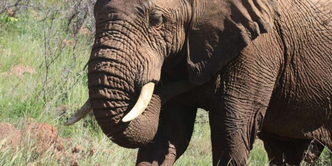 : Addo Elephant National Park Safari - Frequently Asked Questions