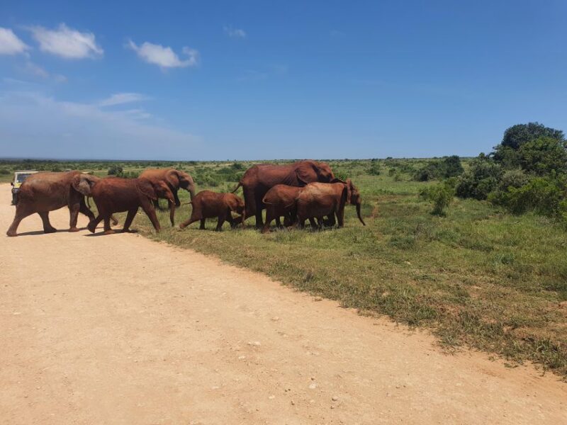 Addo Elephant National Park Tour - Key Points