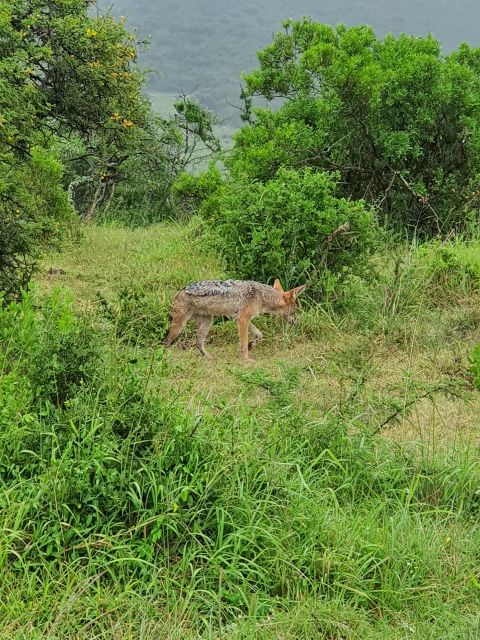 Addo Elephant National Park Tour - Wildlife Encounters