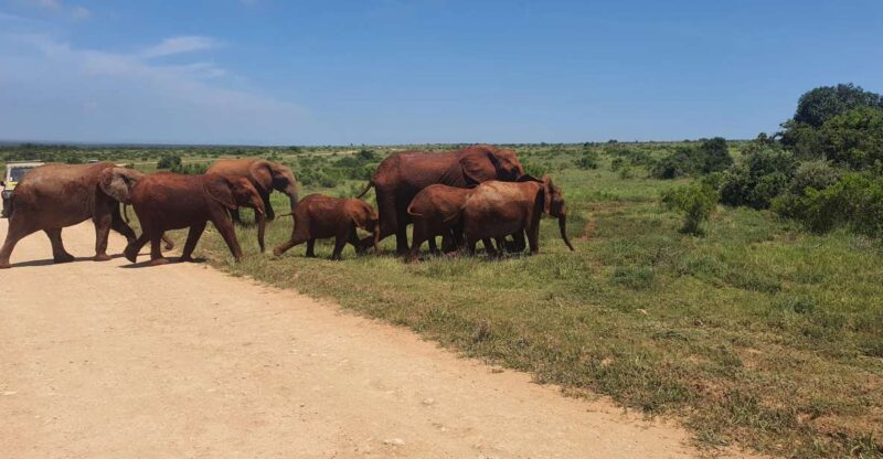 Addo Elephant National Park Tour - Addo Elephant Park