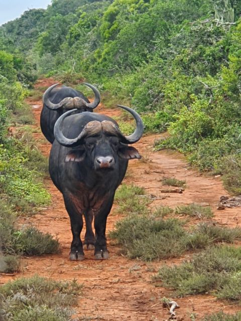 Addo Elephant National Park Tour - Frequently Asked Questions