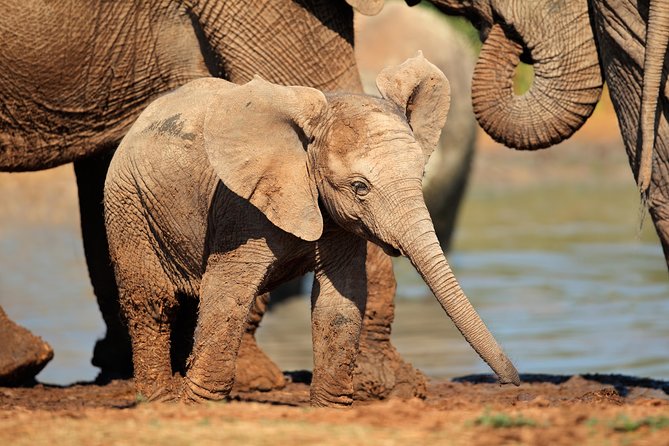 Addo Elephant Park All-Inclusive Day Safari From Port Elizabeth - Meeting and Pickup Details
