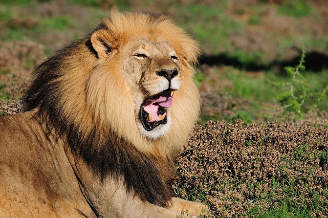 Addo Elephant Park All-Inclusive Day Safari From Port Elizabeth - Inclusions in the Tour