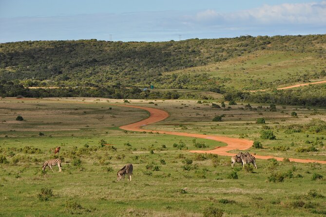 Addo Elephant Park All-Inclusive Day Safari From Port Elizabeth - Tour Participant Information