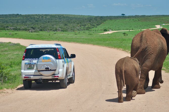 Addo Elephant Park All-Inclusive Day Safari From Port Elizabeth - Accessibility and Transportation
