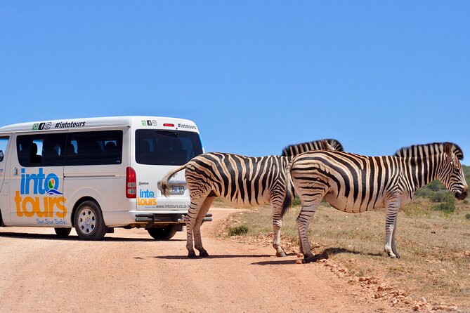 Addo Elephant Park All-Inclusive Day Safari From Port Elizabeth - Infant Seat Availability