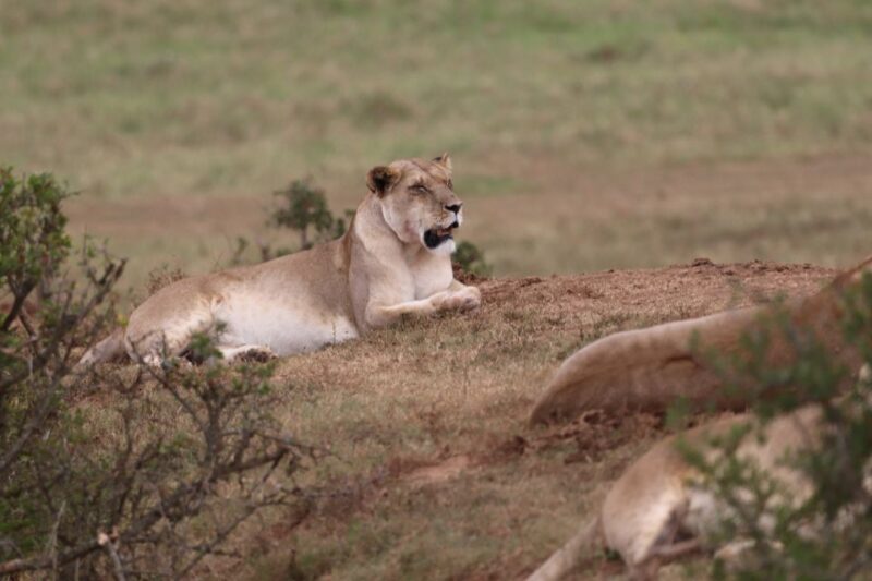 Addo Elephant Park and Giraffe Walk Full Day Safari - Inclusions and Exclusions