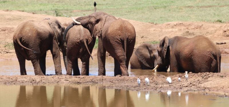 Addo Elephant Park and Giraffe Walk Full Day Safari - Transportation and Pickup