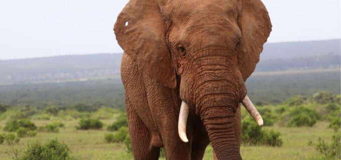 Addo Elephant Park and Giraffe Walk Full Day Safari - Frequently Asked Questions