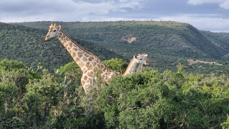 Addo Elephant Park and Giraffe Walk Private Full Day Safari - Key Points