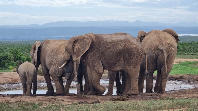 Addo Elephant Park and Giraffe Walk Private Full Day Safari - Inclusions