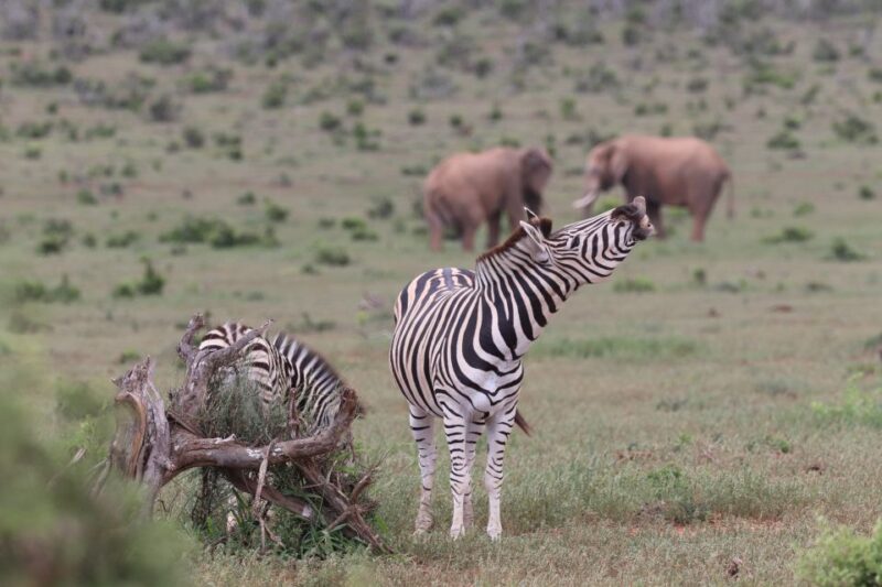 Addo Elephant Park and Giraffe Walk Private Full Day Safari - Highlights