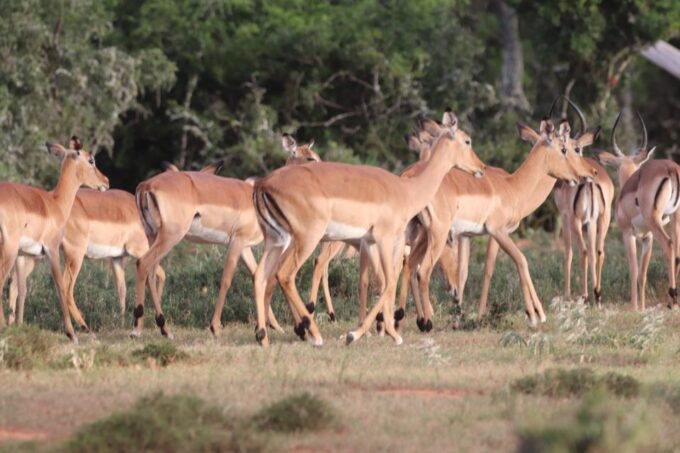Addo Elephant Park and Giraffe Walk Private Full Day Safari - Addo Elephant National Park