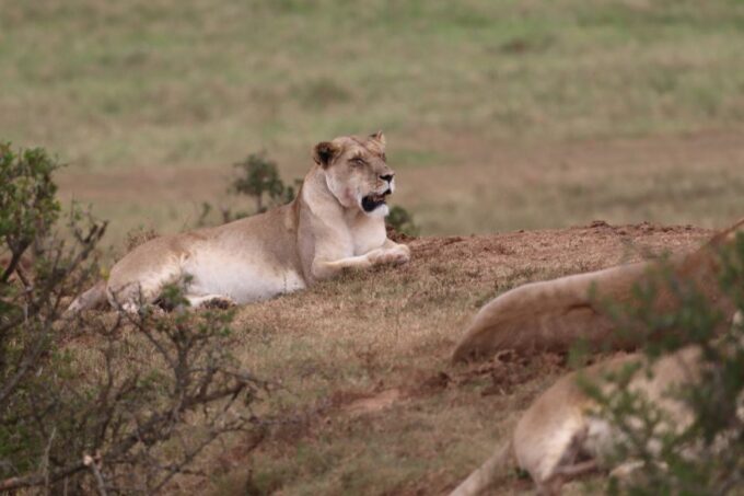 Addo Elephant Park and Giraffe Walk Private Full Day Safari - Frequently Asked Questions