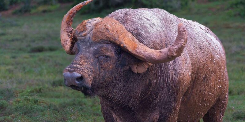 Addo Elephant Park: Full Day Safari / Shore Excursions - Key Points