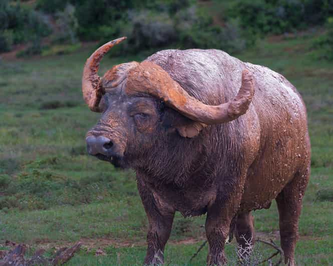 Addo Elephant Park: Full Day Safari / Shore Excursions - Highlights of the Park
