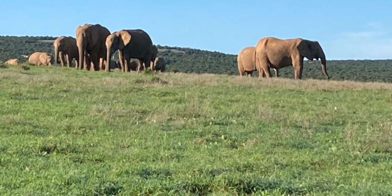 Addo Elephant Park: Full Day Safari / Shore Excursions - Itinerary and Logistics