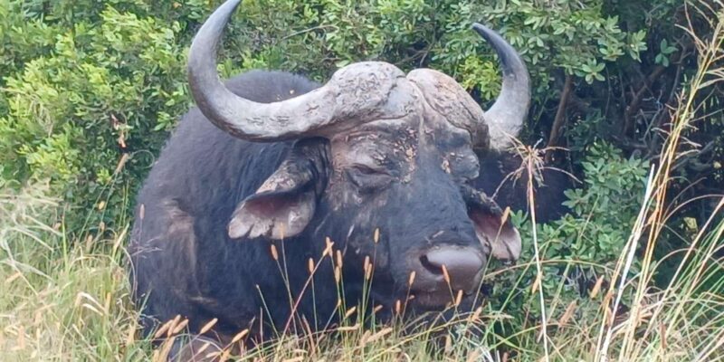 Addo Elephant Park: Full Day Safari / Shore Excursions - Included Services