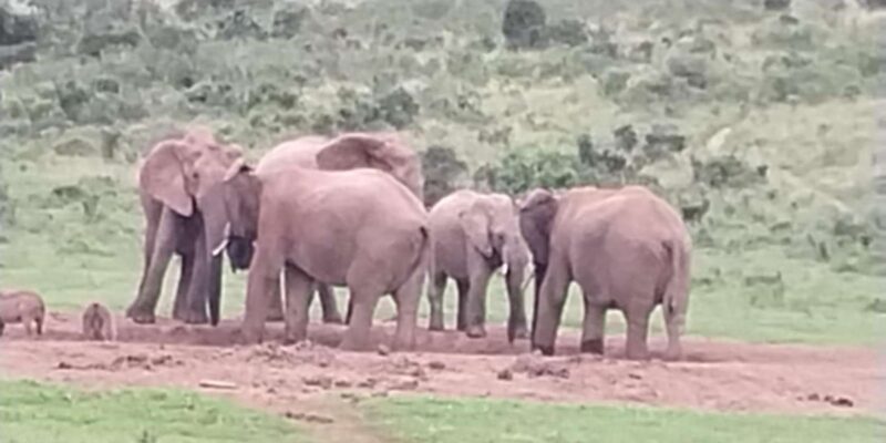 Addo Elephant Park: Full Day Safari / Shore Excursions - Important Considerations