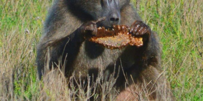 Addo Elephant Park: Full Day Safari / Shore Excursions - Prohibited Items
