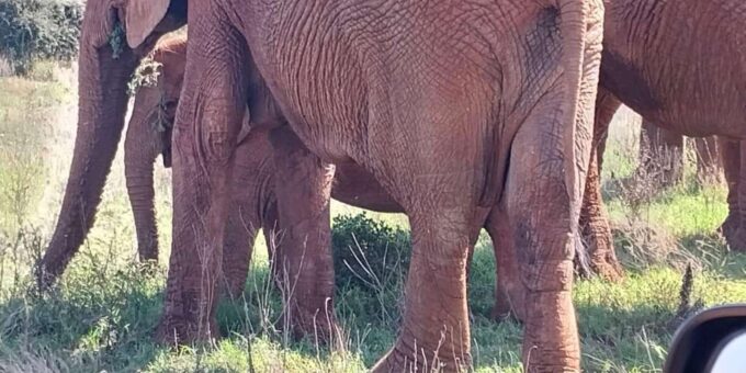 Addo Elephant Park: Full Day Safari / Shore Excursions - Cancellation and Refund Policy