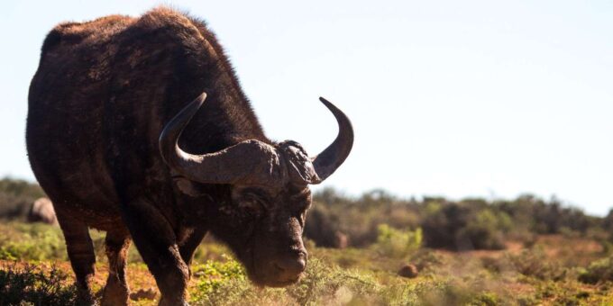 Addo Elephant Park: Full Day Safari / Shore Excursions - Frequently Asked Questions